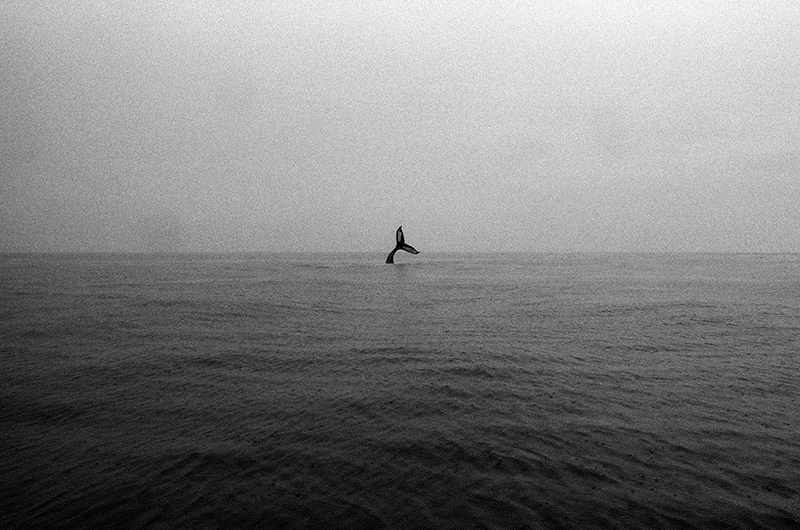 Fig. 8: Levitt 2017. Humpback Whale [photograph]. 