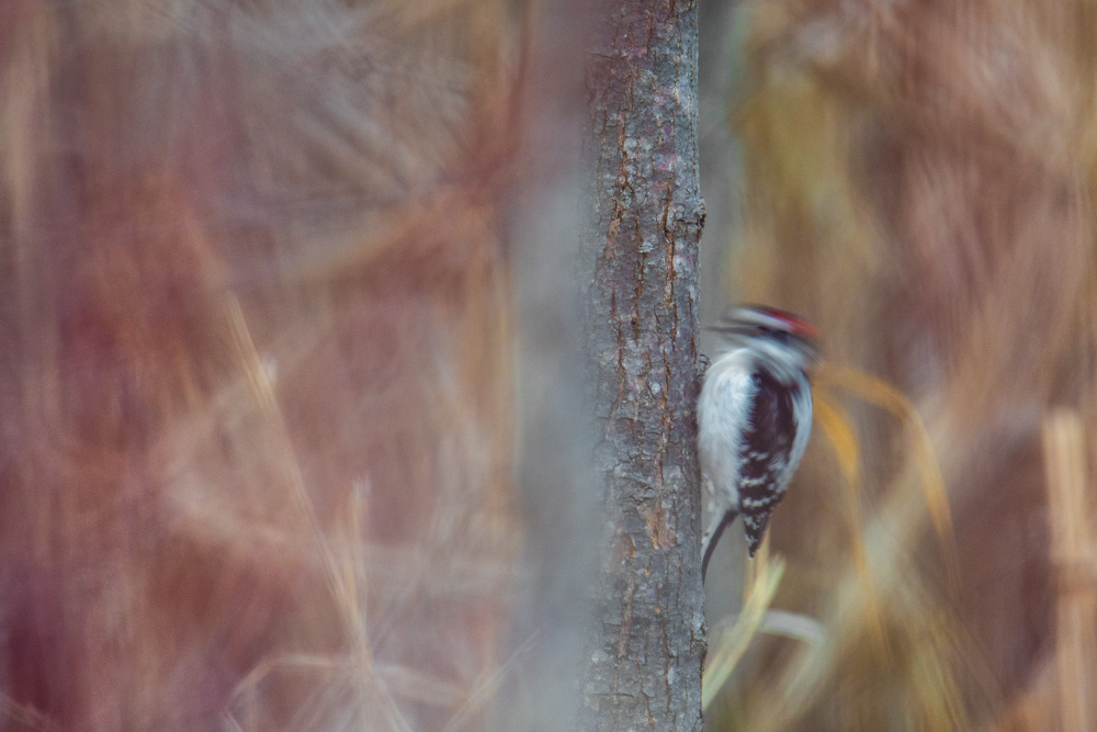Downy woodpecker, pecking. 2019.